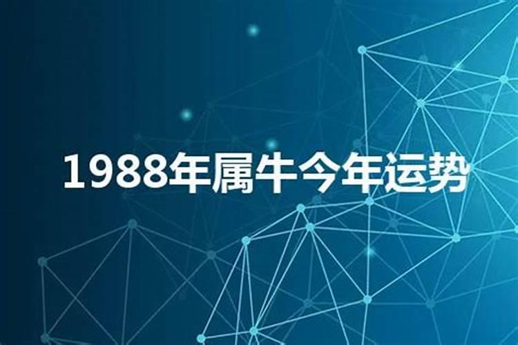 1988属牛的人是什么命