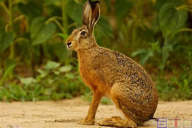 属兔属于什么动物类型