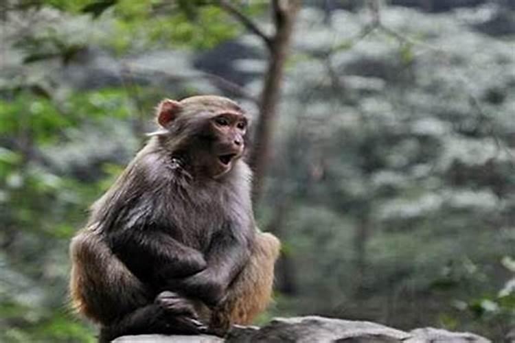 80年属猴人属于什么命