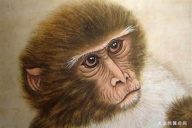 80年出生的属猴人2020年运程