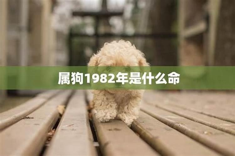 1982属狗属于什么命