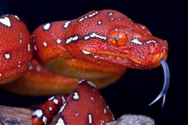 梦见红色蟒蛇是什么预兆