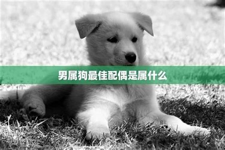 狗找什么生肖结婚最好吉利