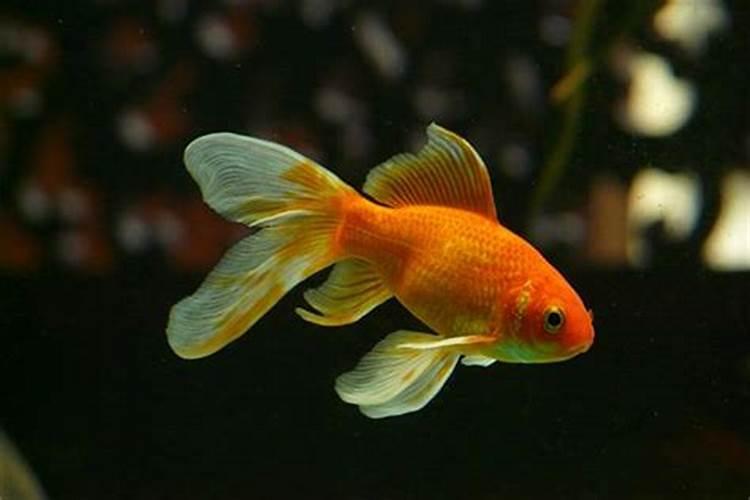 梦见红色的金鱼在水里游还不会死