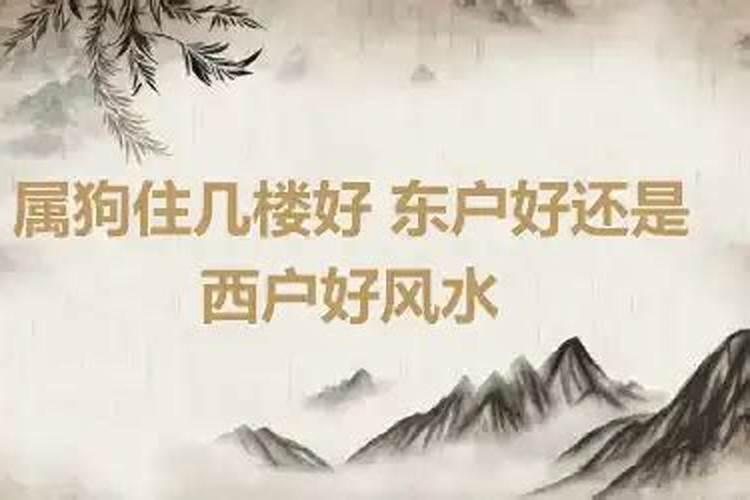 属狗人住东户还是西户好