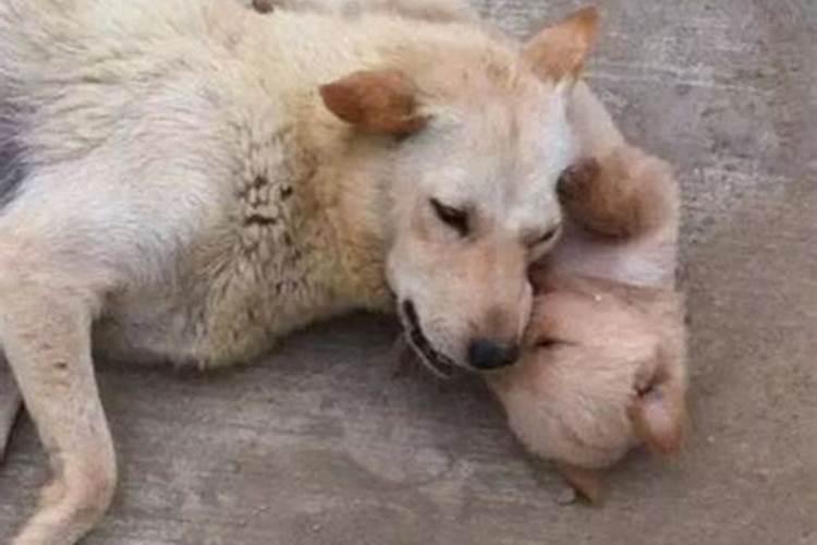 梦见狗让别人弄死死了还有血迹