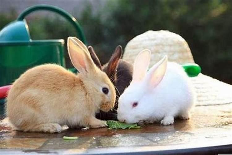 妈妈属兔儿子属兔关系好吗