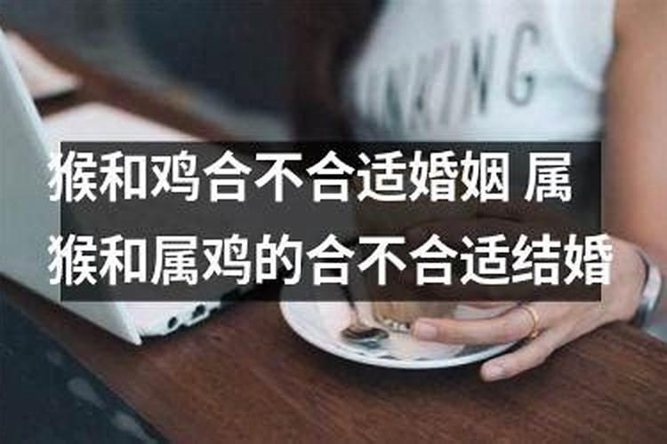 男属猴和女属鸡的合不合适婚姻