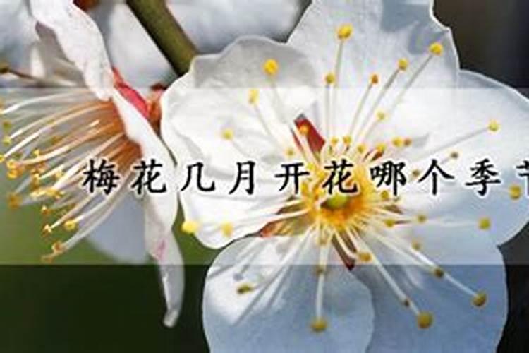 冬至哪个季节开花