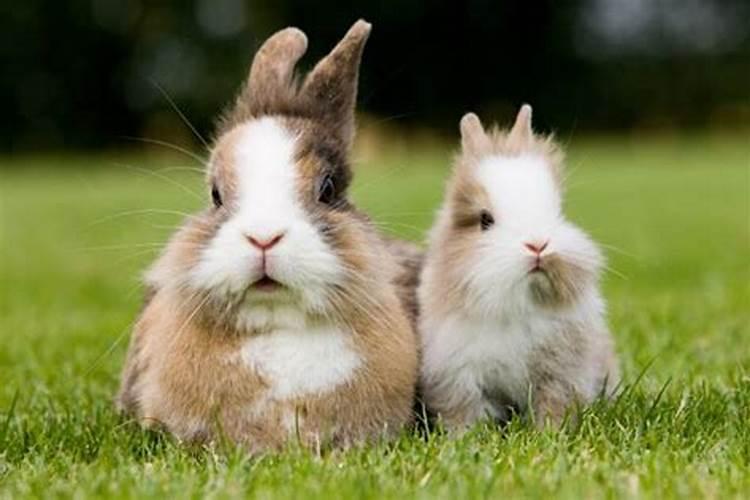 兔子的婚姻配什么属相好