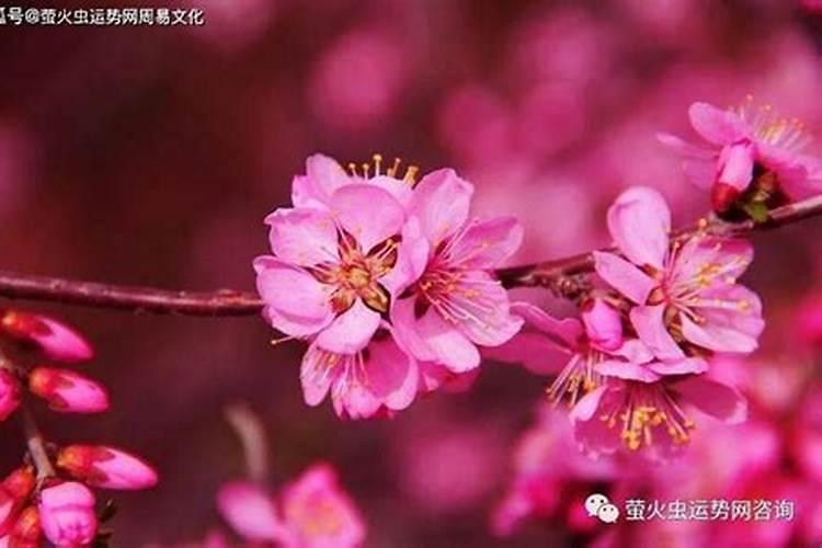 红艳桃花就是红艳桃花煞吗