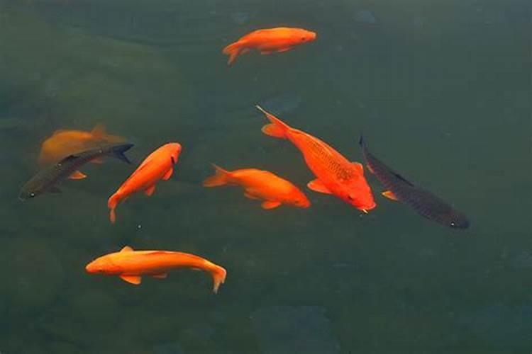 梦见红色的小鲤鱼没有水