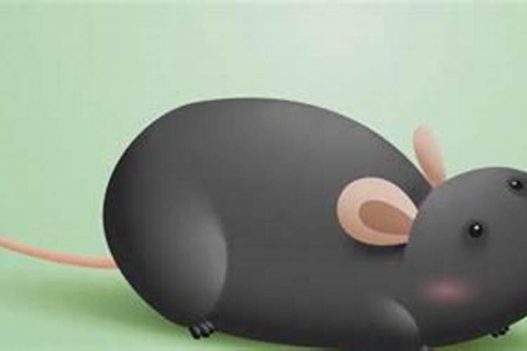 梦见死老鼠预示什么生肖和动物