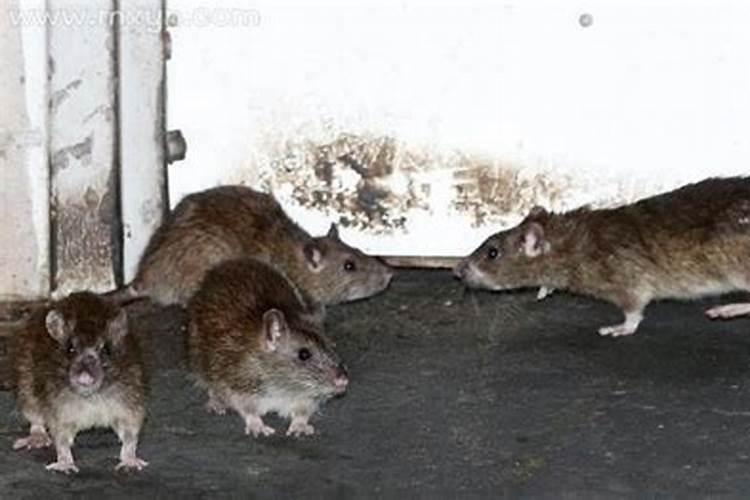 梦见成群的老鼠是什么征兆