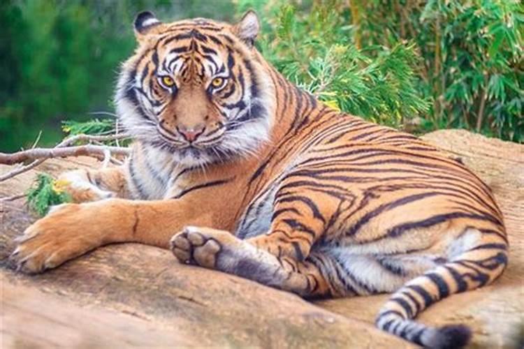 梦到好几只老虎是什么意思