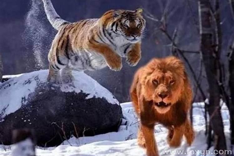 梦到路上有狮子老虎