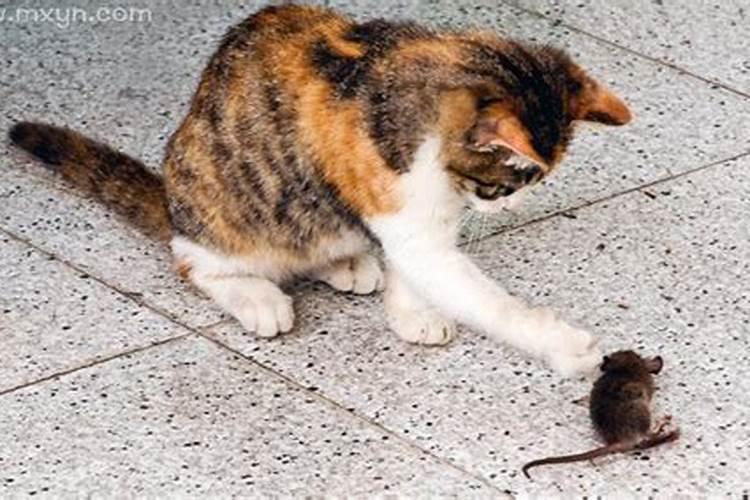 梦见猫捉老鼠什么预兆呢