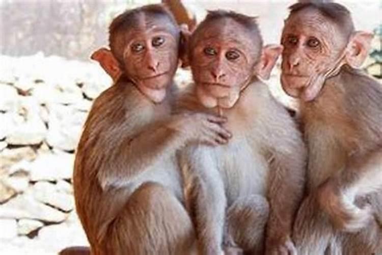 生肖猴和猴的婚姻怎样