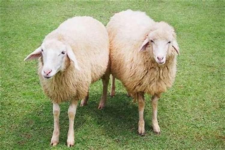 羊的婚姻属相配对表