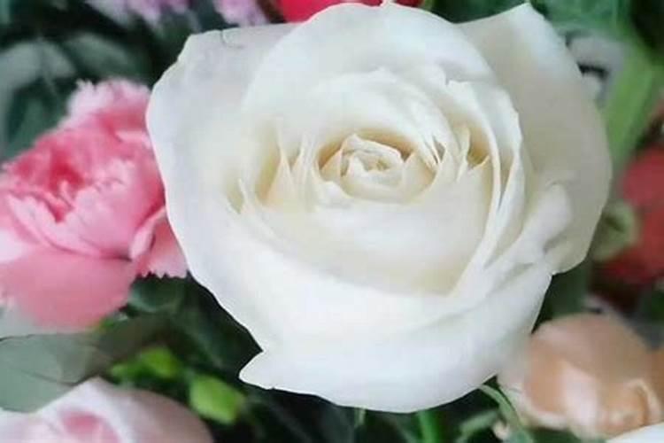 双鱼座白玫瑰