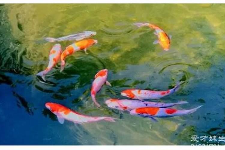 梦见鱼缺水5种征兆要发财