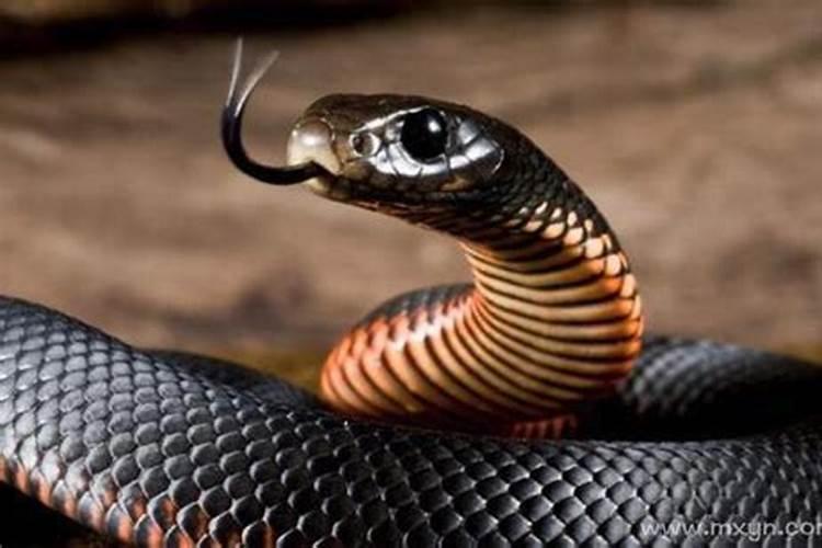 5种征兆要发财梦见黄蛇和黑蛇