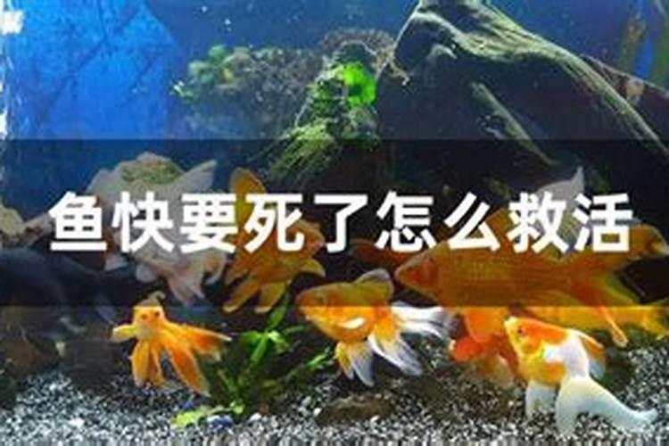 梦见鱼缺水快要死了