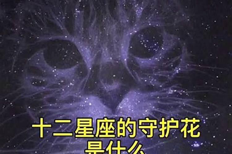 十二星座的守护花是谁