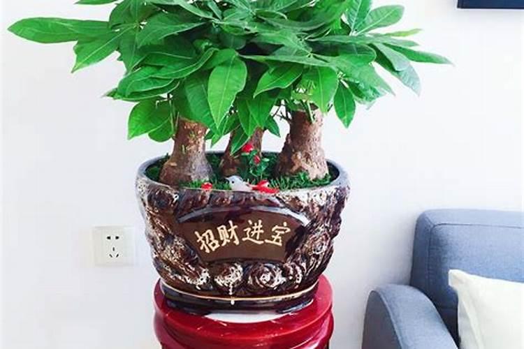 家里养什么植物好运气