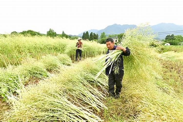 梦见收割成熟的油菜籽