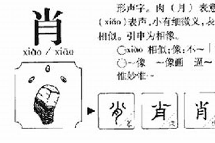 肖字五行属什么属性