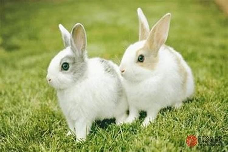 1987年兔男兔女的婚姻