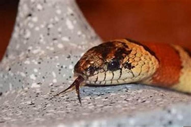 梦见蛇是怀孕的预兆吗