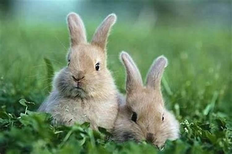兔和鼠属相合不合生意