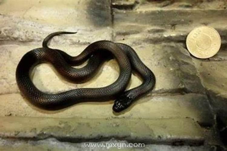 孕妇梦见小黑蛇是什么预兆