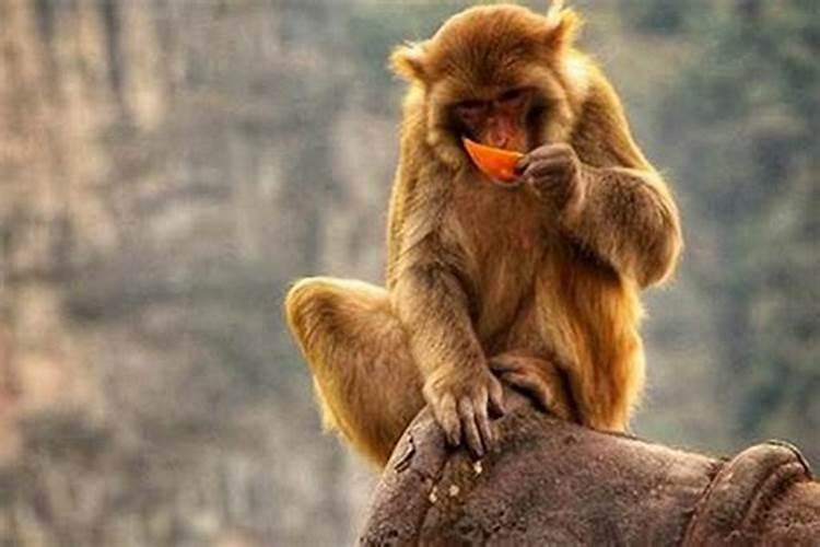 猴子和什么属相配婚姻