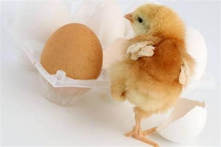 梦见鸡是什么预兆和鸡蛋