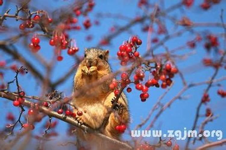 梦见下雪了代表什么