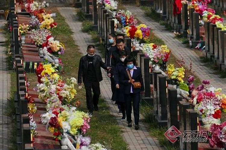 清明祭扫日报