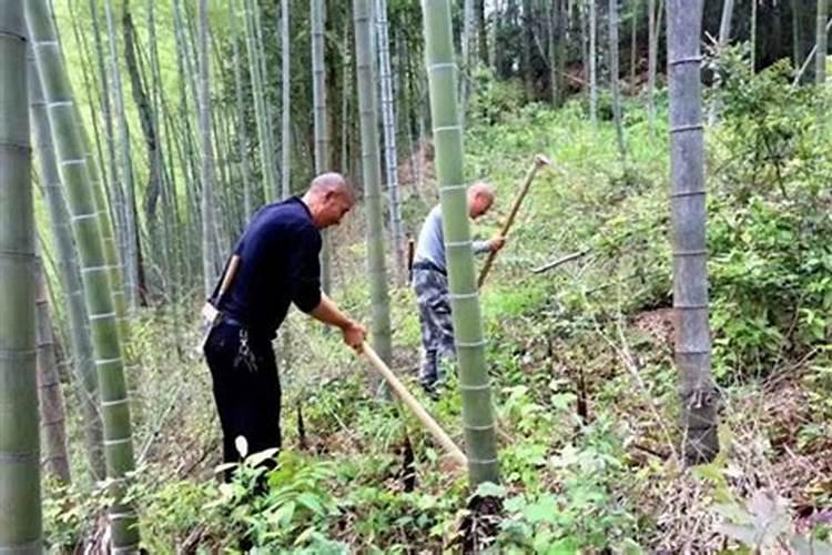 梦到在竹林里砍竹子