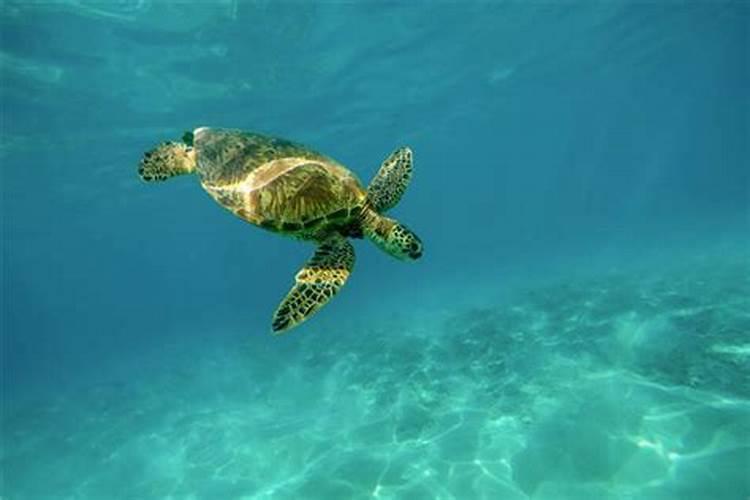 梦见大海龟在天上飞然后落到水里