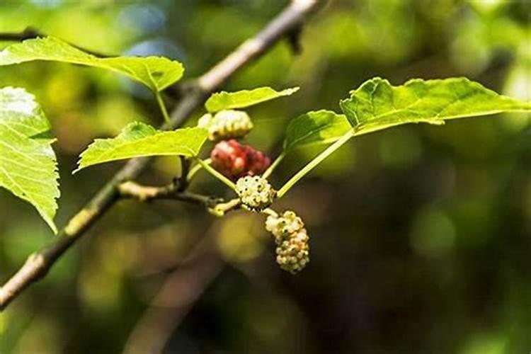 元宵节供奉财神爷应该弄几个汤圆