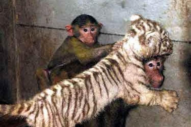 老虎和猴子合不合母子