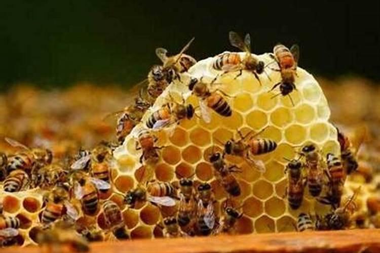梦见很多蜜蜂是什么意思