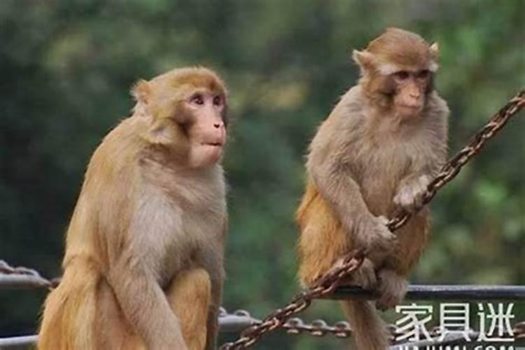 80年属猴人注定的婚姻运势