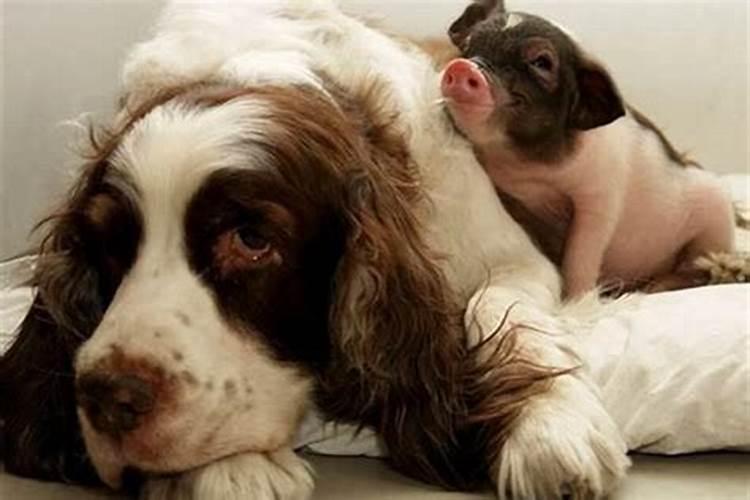 属狗和属猪的夫妻生属什么的宝宝好