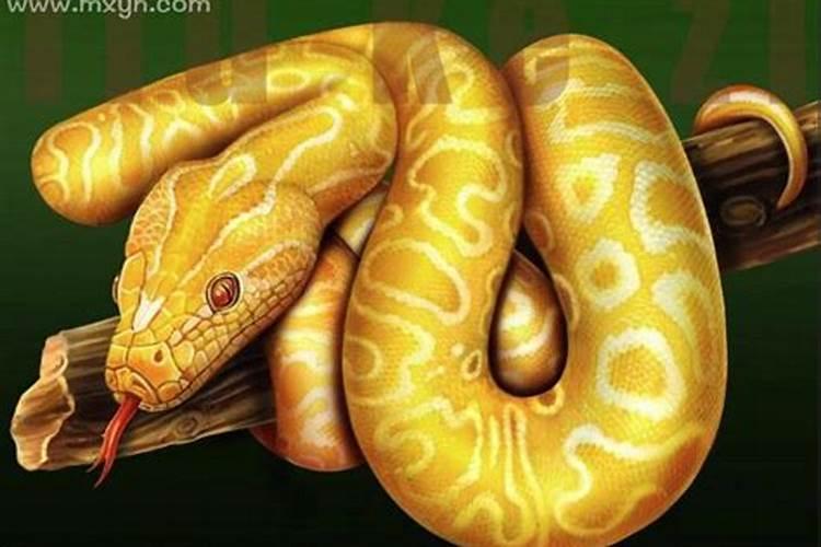 梦见金色大蟒蛇是什么预兆