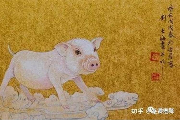 属猪宝宝运程如何