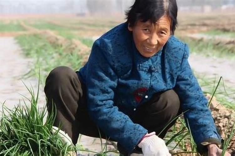 嫁人不嫁属鸡男,娶妻不娶属羊女