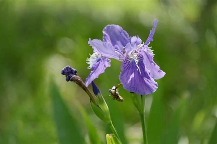 天蝎座守护花